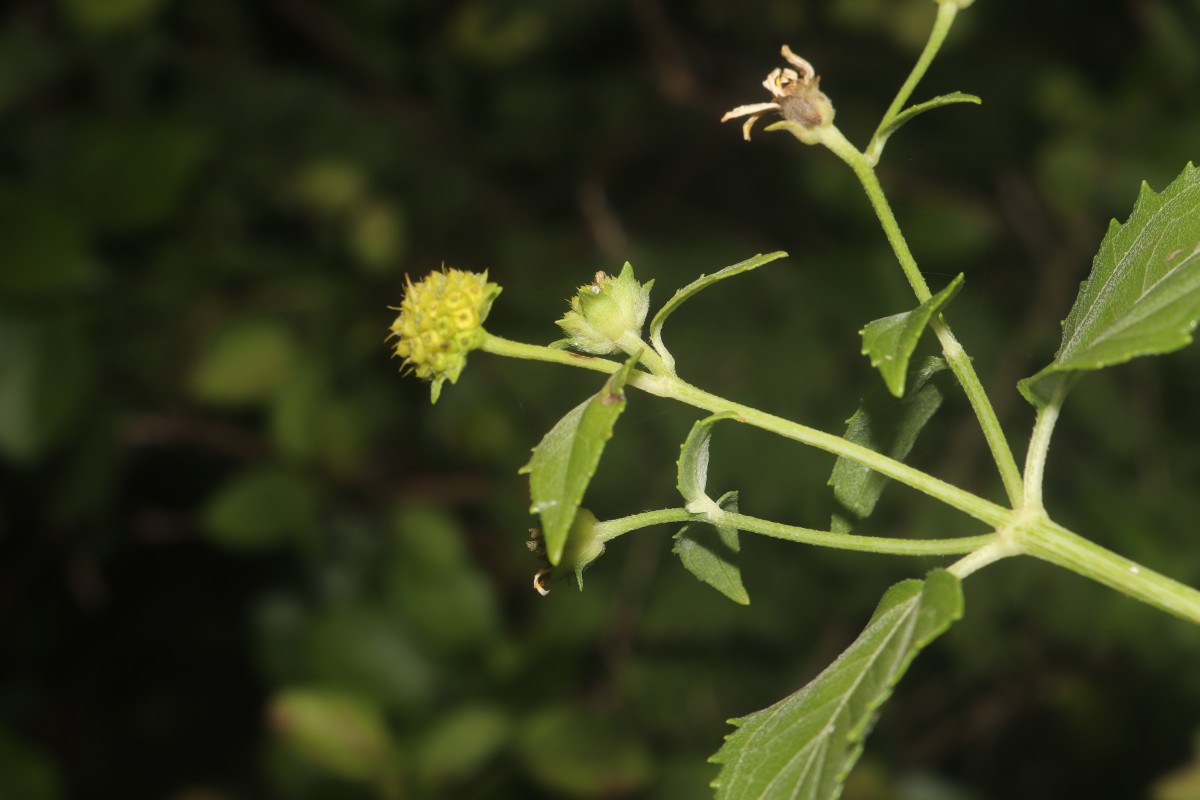 Wollastonia biflora (L.) DC.